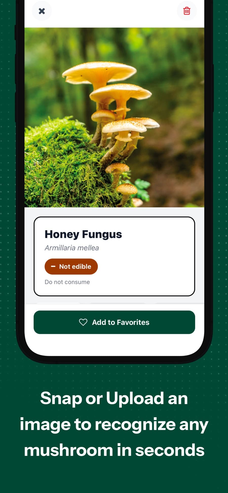 MushAI discovery journal